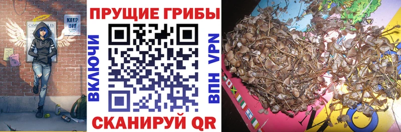 Псилоцибиновые грибы Cubensis  Югорск 